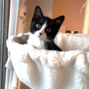 【譲渡決定】未来：お膝が大好き甘えん坊な男の子