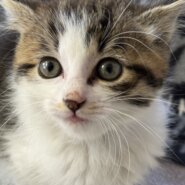 生後２か月の子猫(男の子)です