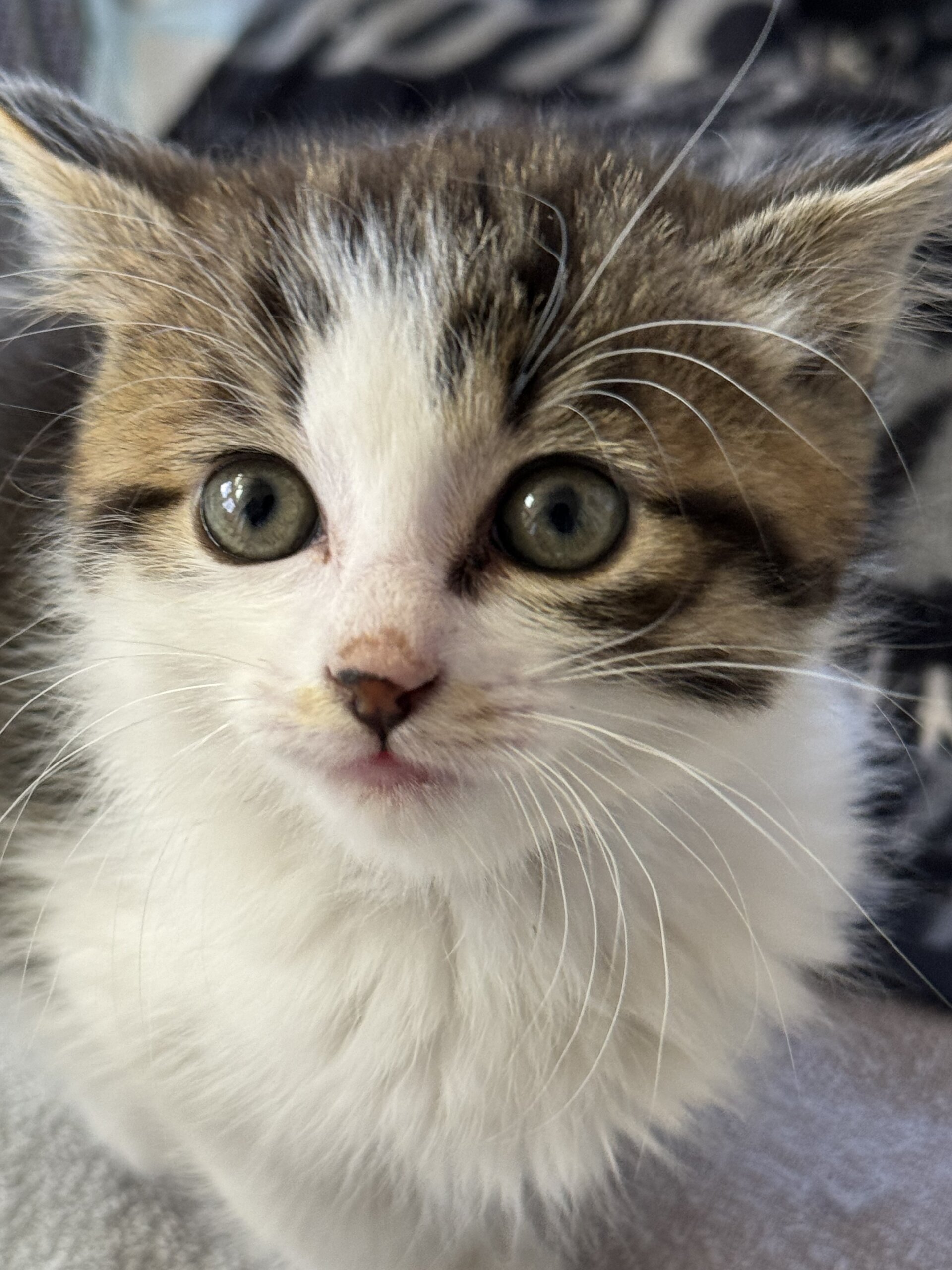 生後２か月の子猫(男の子)です