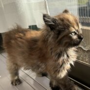 生後２か月の子猫(女の子)です