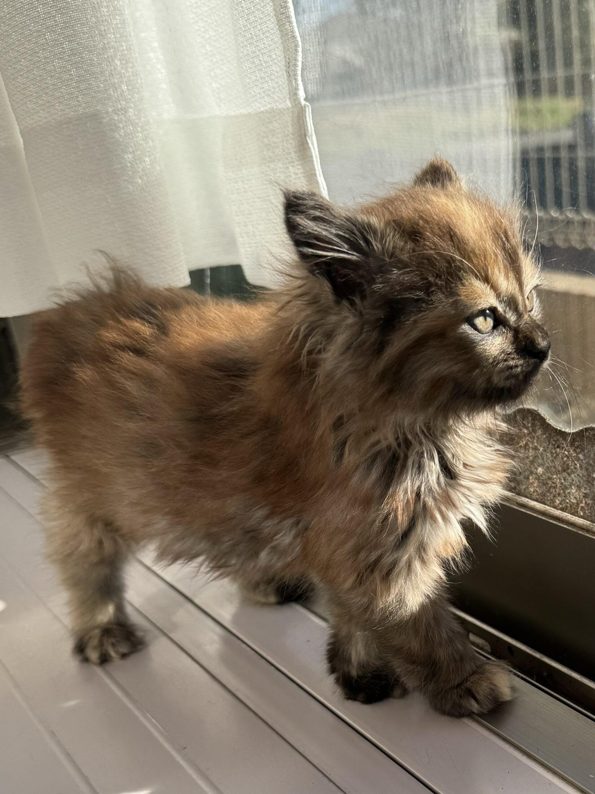 生後２か月の子猫(女の子)です