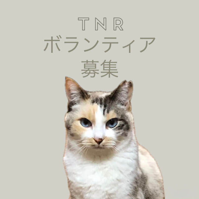 T N Rボランティアさん募集中
