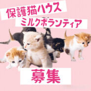 子猫のミルクボランティアさん募集