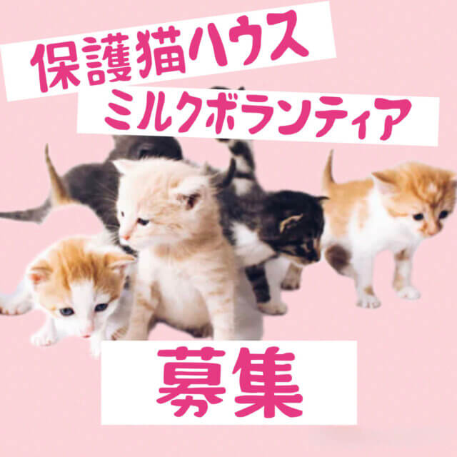 子猫のミルクボランティアさん募集