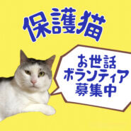 保護猫ハウスのお世話ボランティアさん募集