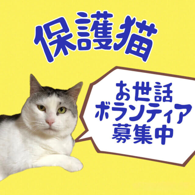 保護猫ハウスのお世話ボランティアさん募集