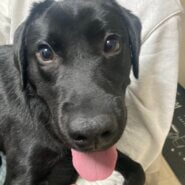 生後 3歳のラブラドールレトリーバー黒ラブ