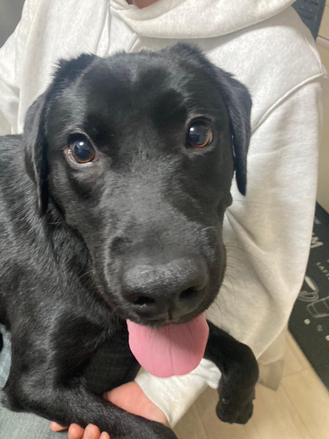 生後 3歳のラブラドールレトリーバー黒ラブ