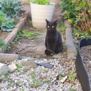 とっても人懐っこくて甘えん坊