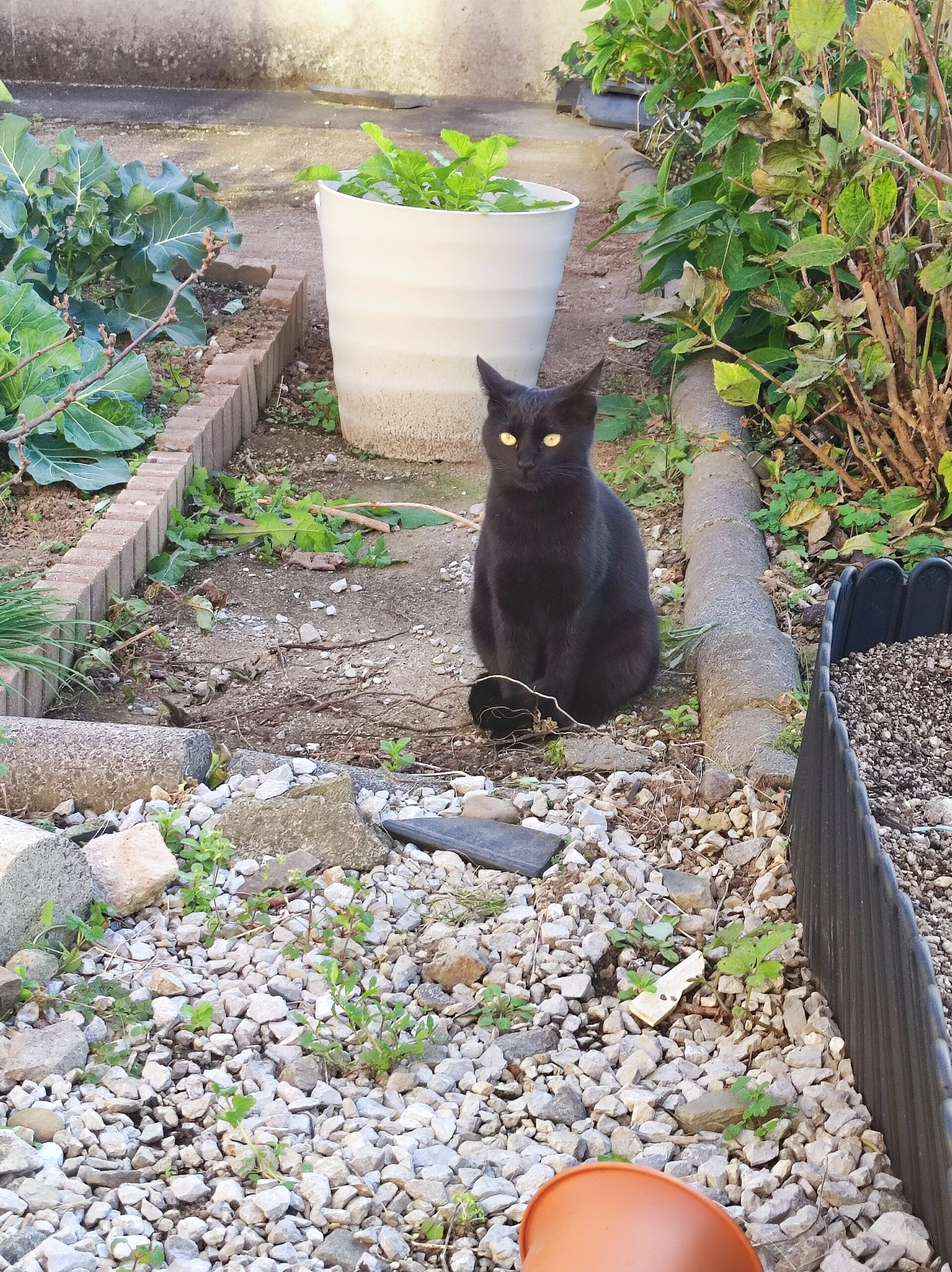 とっても人懐っこくて甘えん坊