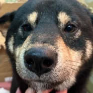 可愛い男の子ラキ