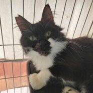 人馴れバツグン