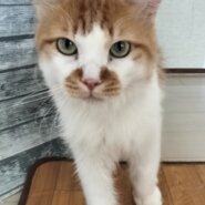 恥ずかしがりやの男の子