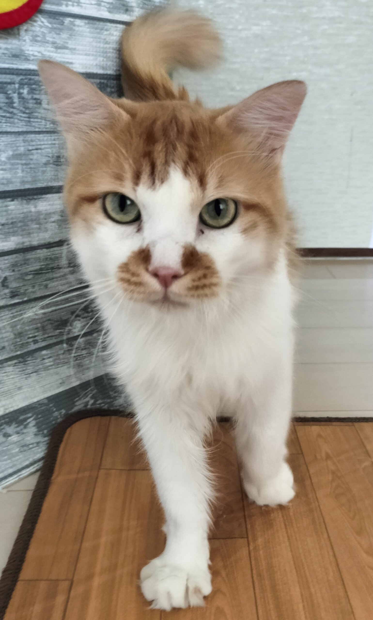 恥ずかしがりやの男の子