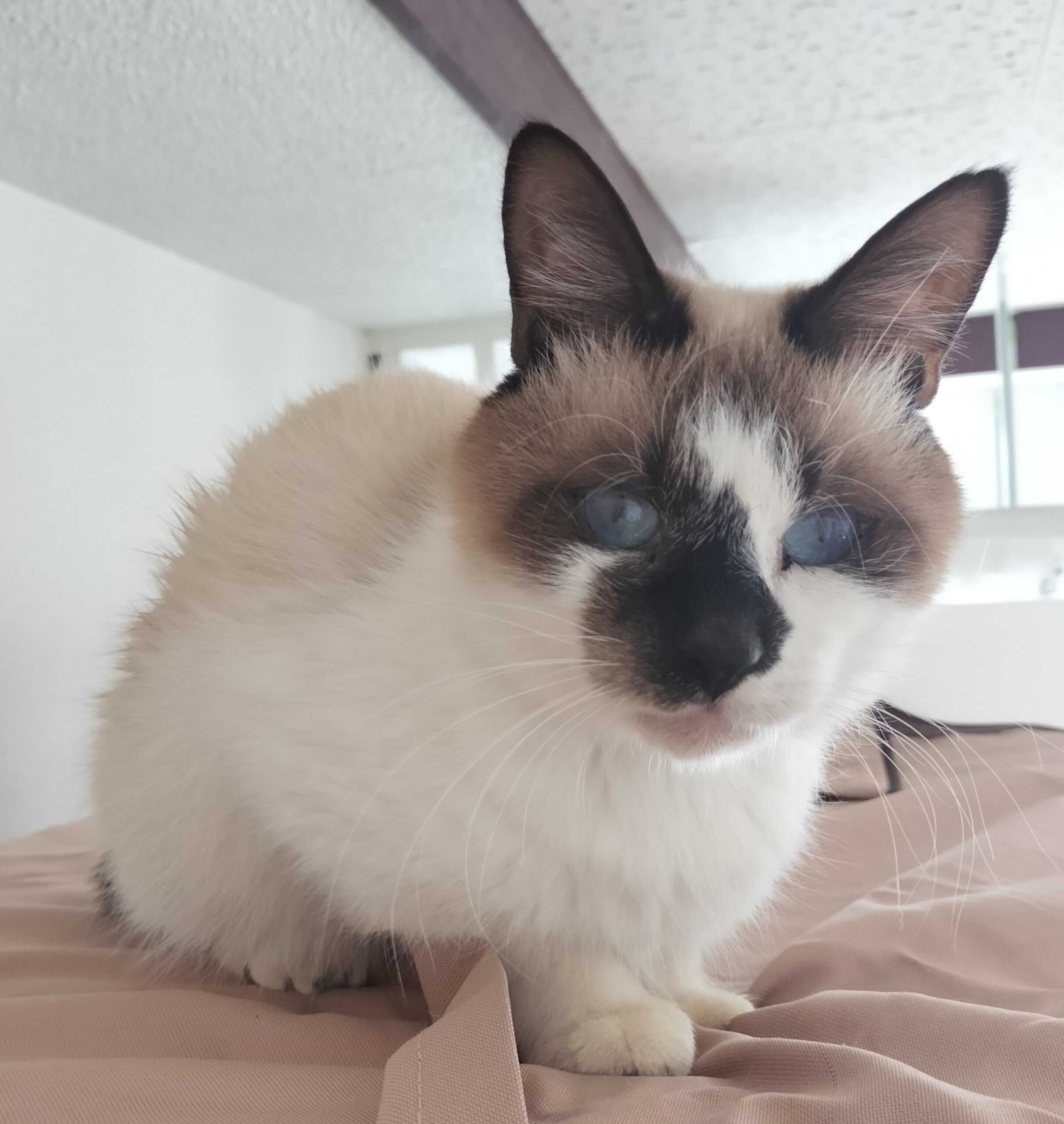 元気なリオくん