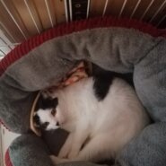 兄妹で保護しました。ハチワレ女子