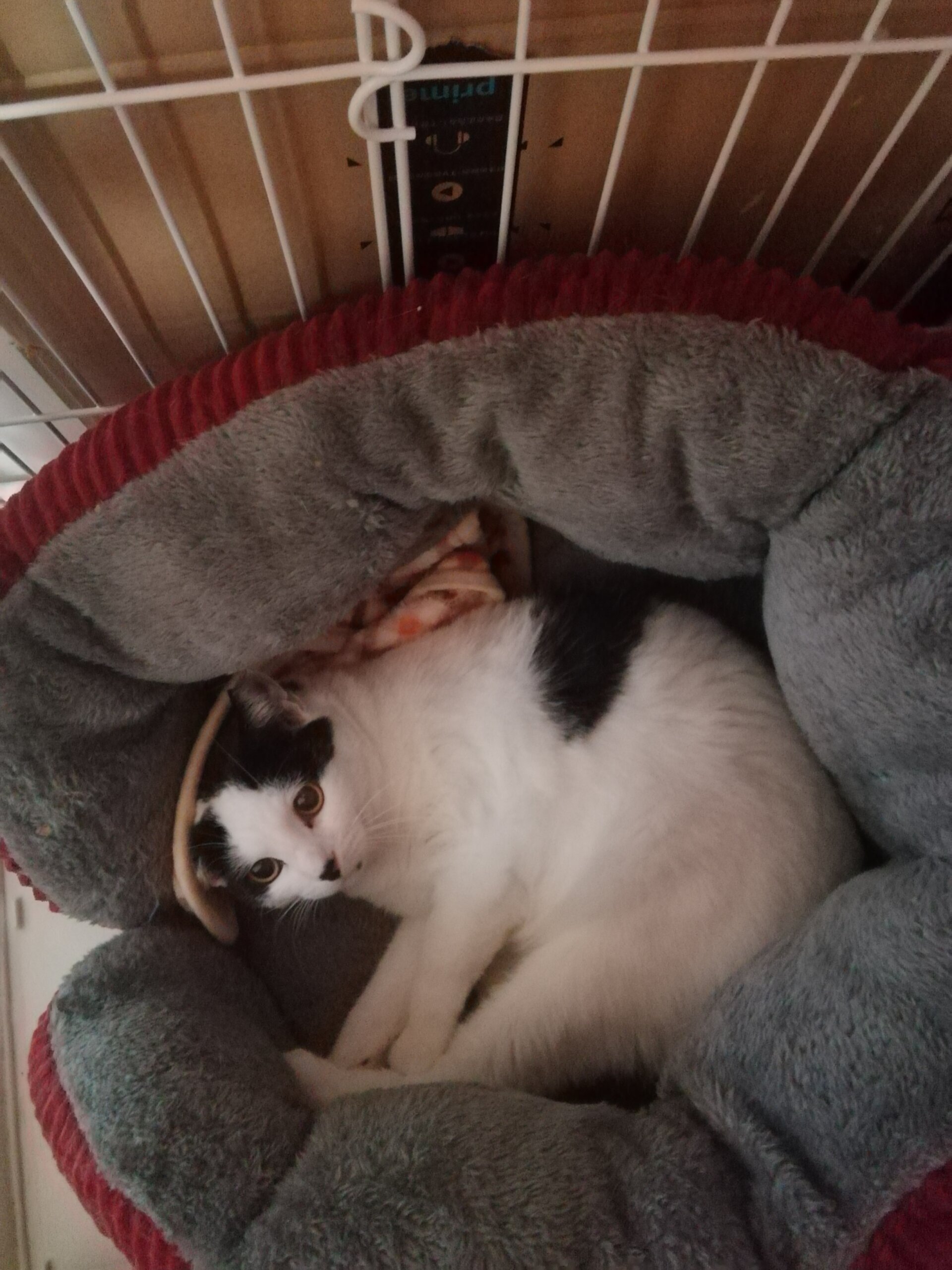 兄妹で保護しました。ハチワレ女子