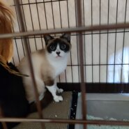 おとなしくて臆病者(只今人慣れ訓練中)