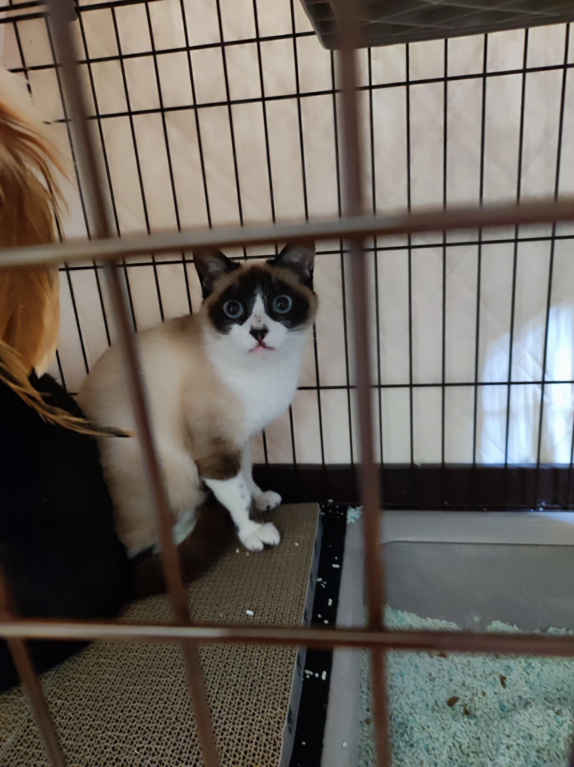 おとなしくて臆病者(只今人慣れ訓練中)