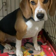 ビーグル犬親子3匹を引き取ってくれる方を募集します