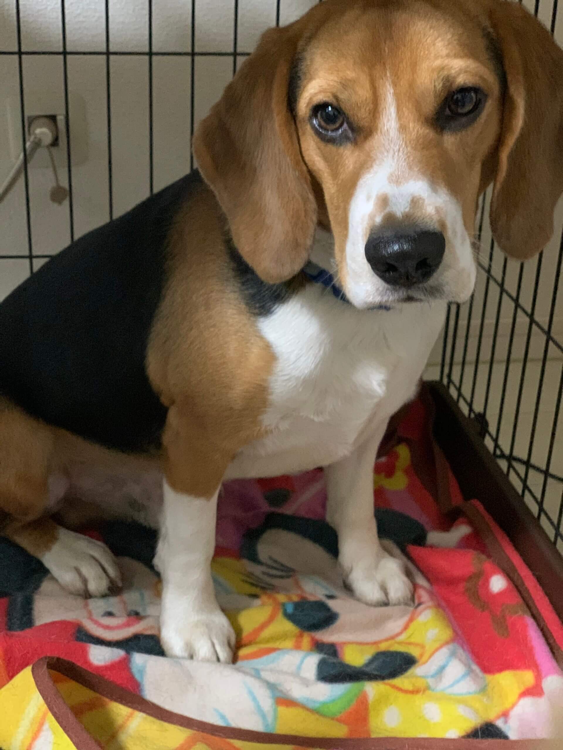 ビーグル犬親子3匹を引き取ってくれる方を募集します