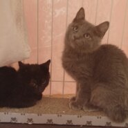 ☆とても可愛くてお茶目なグレー猫ちゃんとクロ猫ちゃんの兄弟をもらってください☆