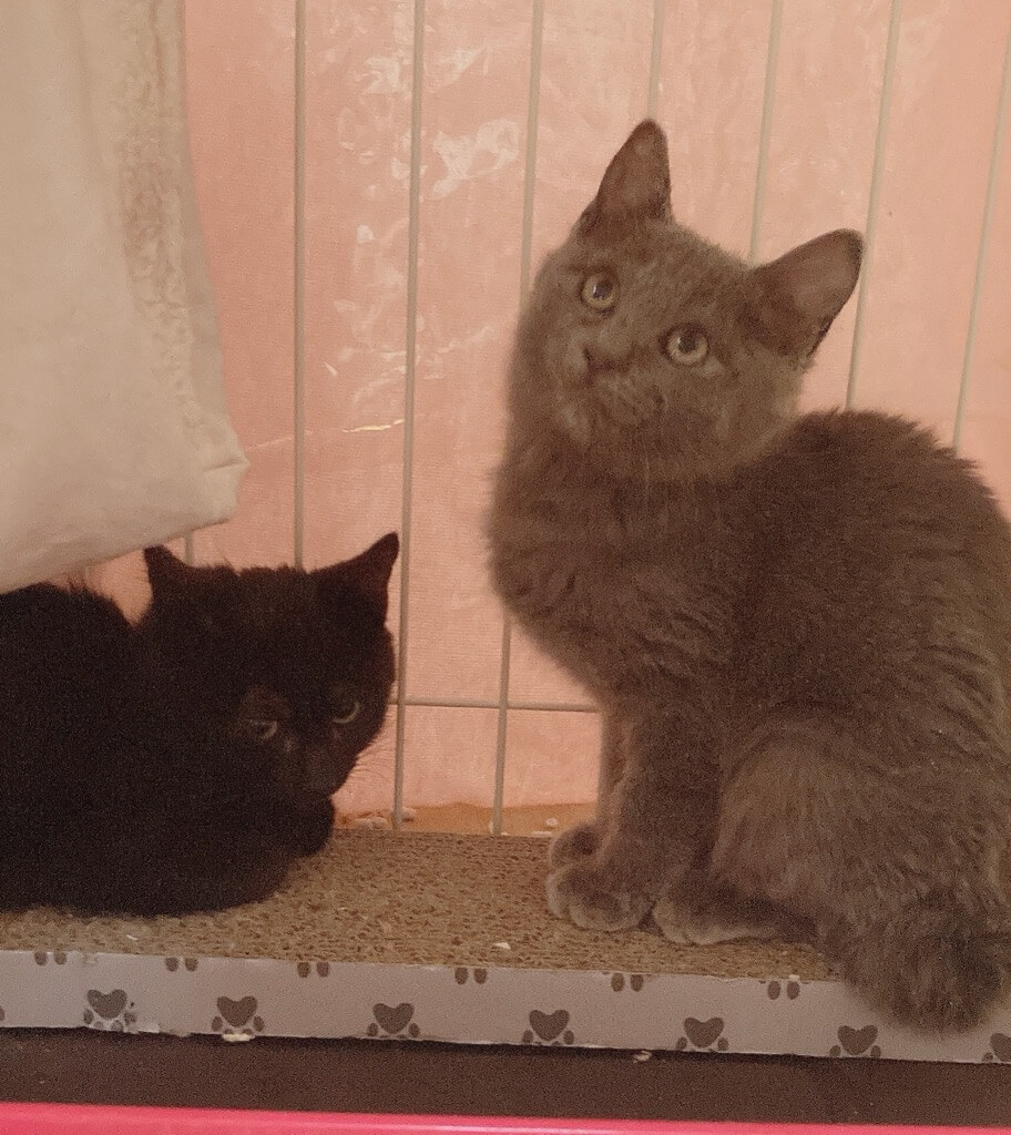 ☆とても可愛くてお茶目なグレー猫ちゃんとクロ猫ちゃんの兄弟をもらってください☆