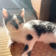 性格穏やか優しいお坊ちゃん♡とと君