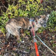 生後7ヶ月の女の子