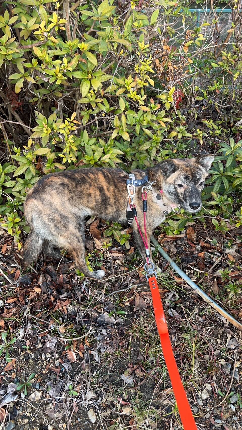 生後7ヶ月の女の子