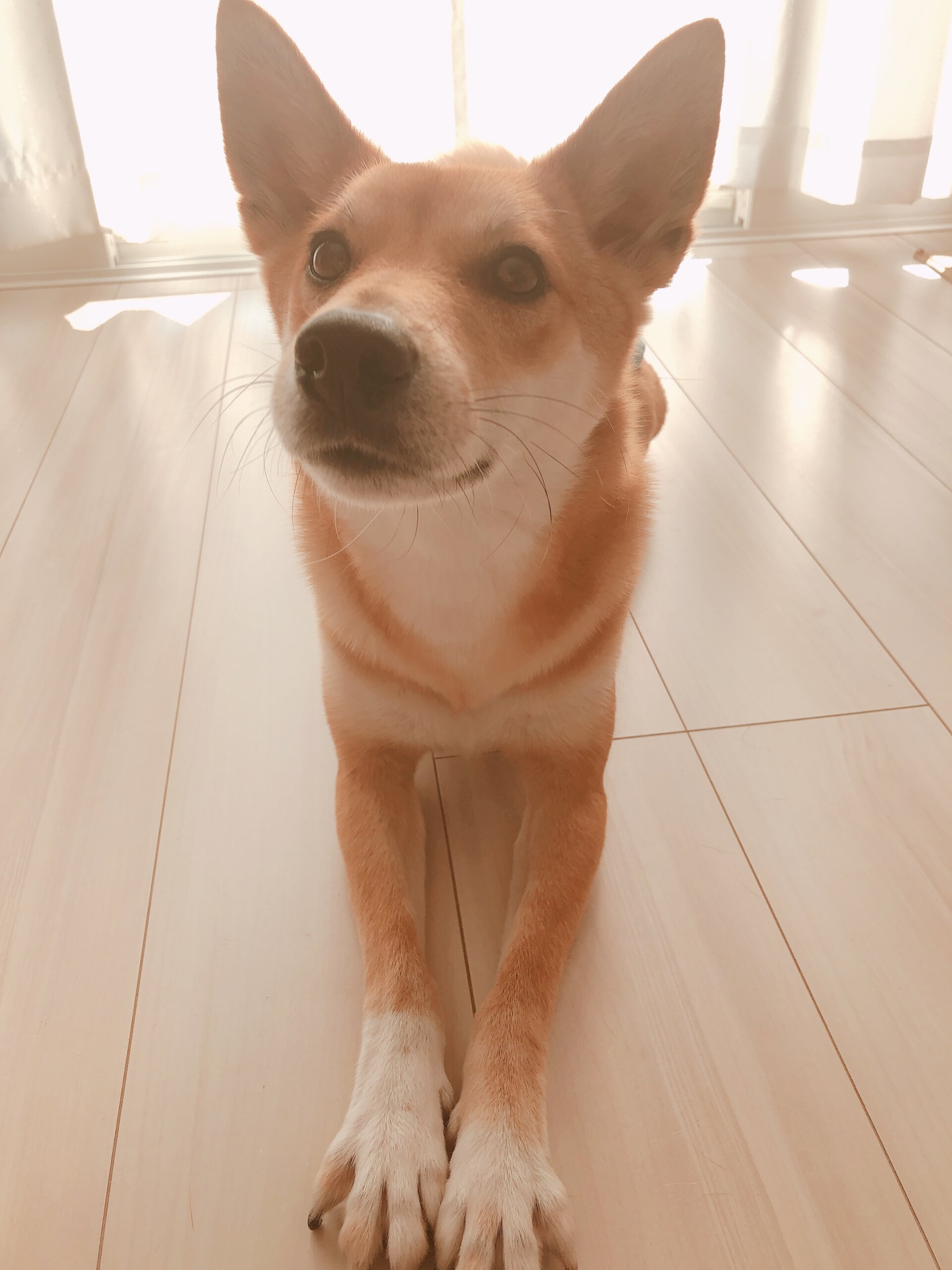 穏やかな柴犬ミックスが新しい家庭を探しています。