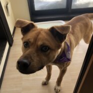 まだまだやんちゃ！1歳6ヶ月のチョコ（男の子）