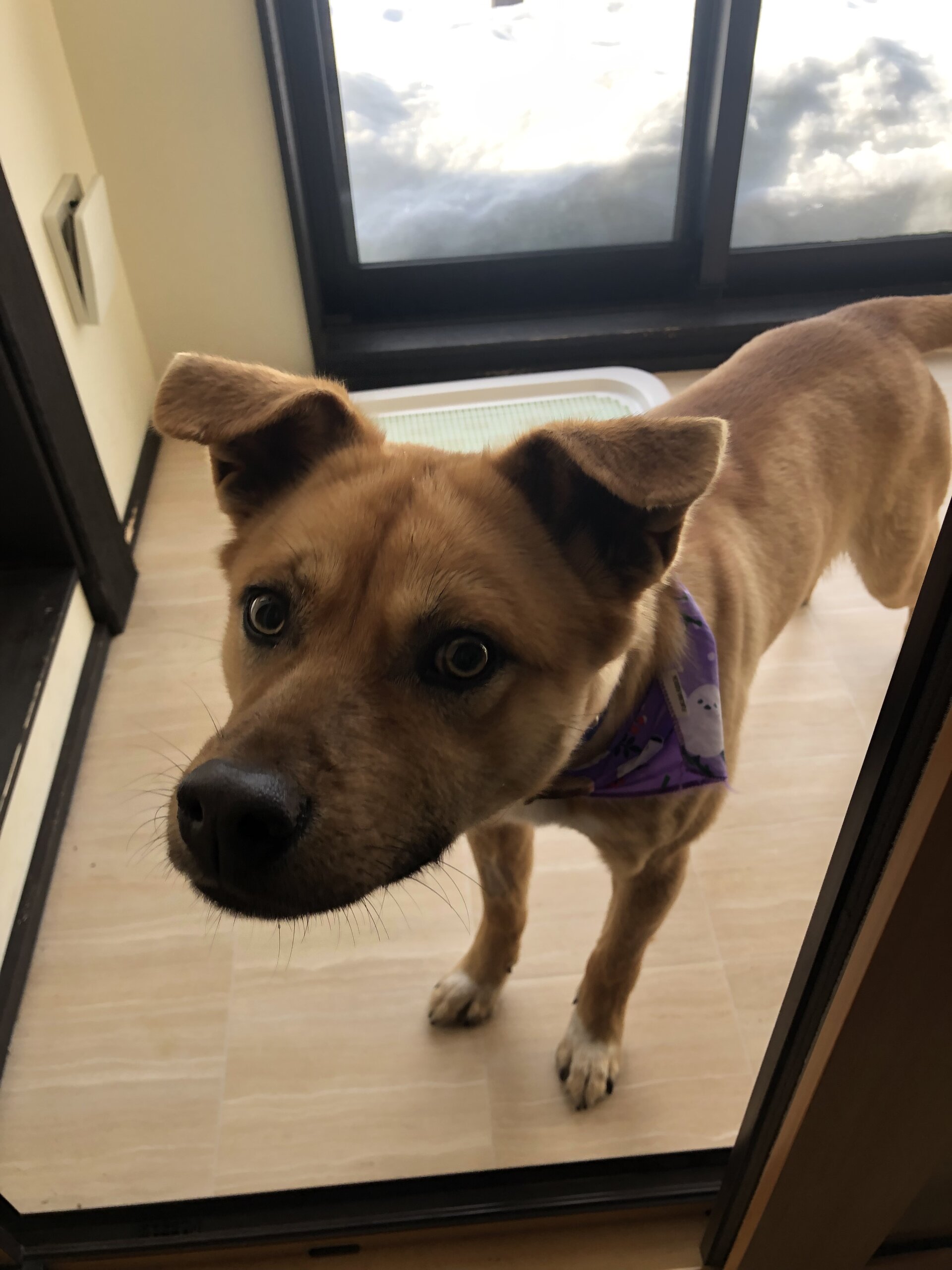 まだまだやんちゃ！1歳6ヶ月のチョコ（男の子）