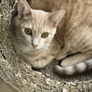 パステルチャトラ8ヶ月男子