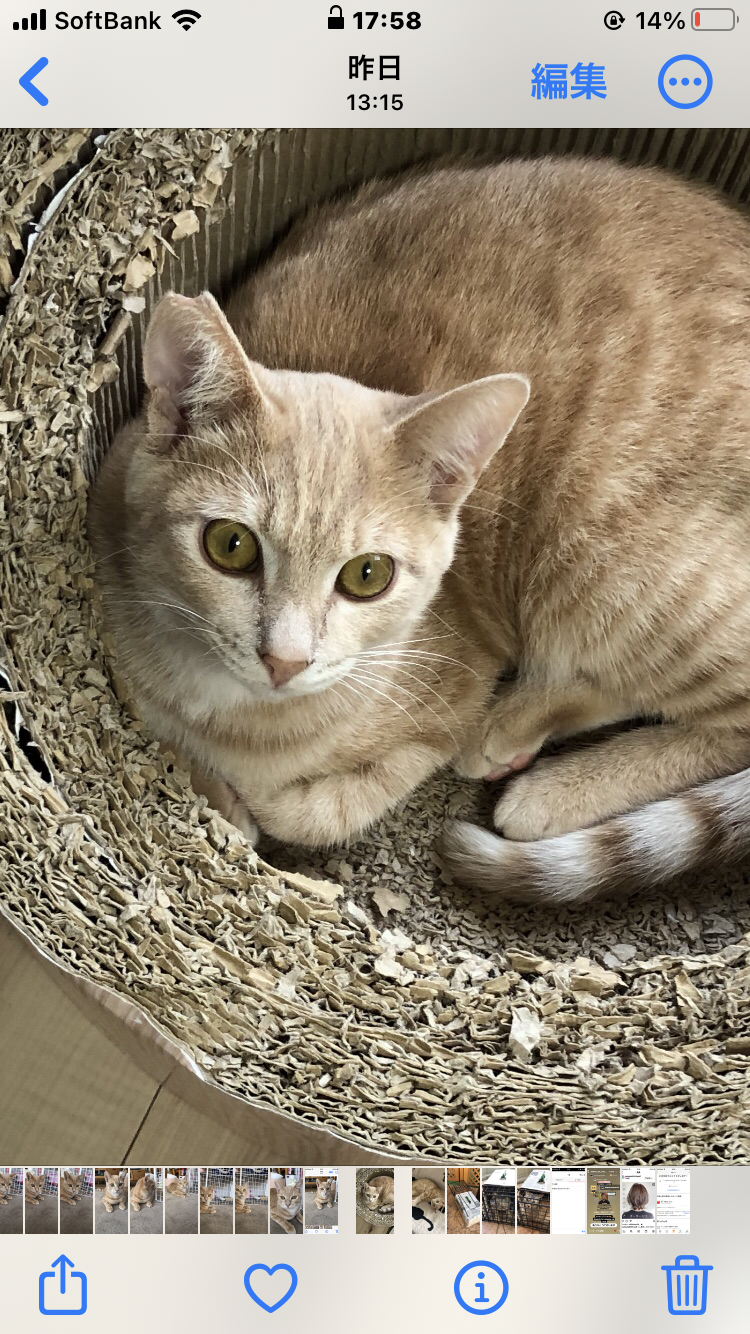 パステルチャトラ8ヶ月男子