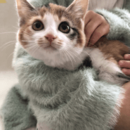 生後3ヶ月前後の丸顔の可愛い三毛猫の女の子