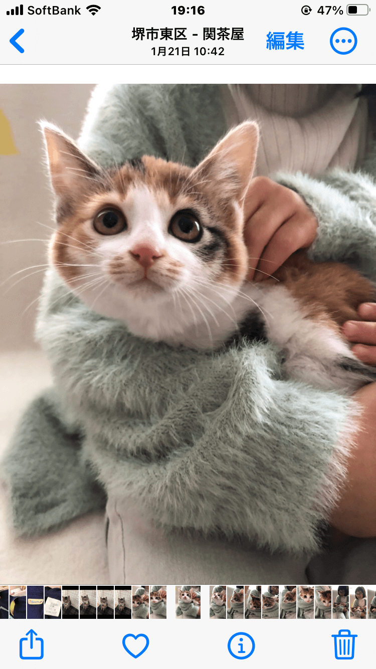 生後3ヶ月前後の丸顔の可愛い三毛猫の女の子