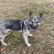 怖がりだけど甘えん坊！元野犬【クル】