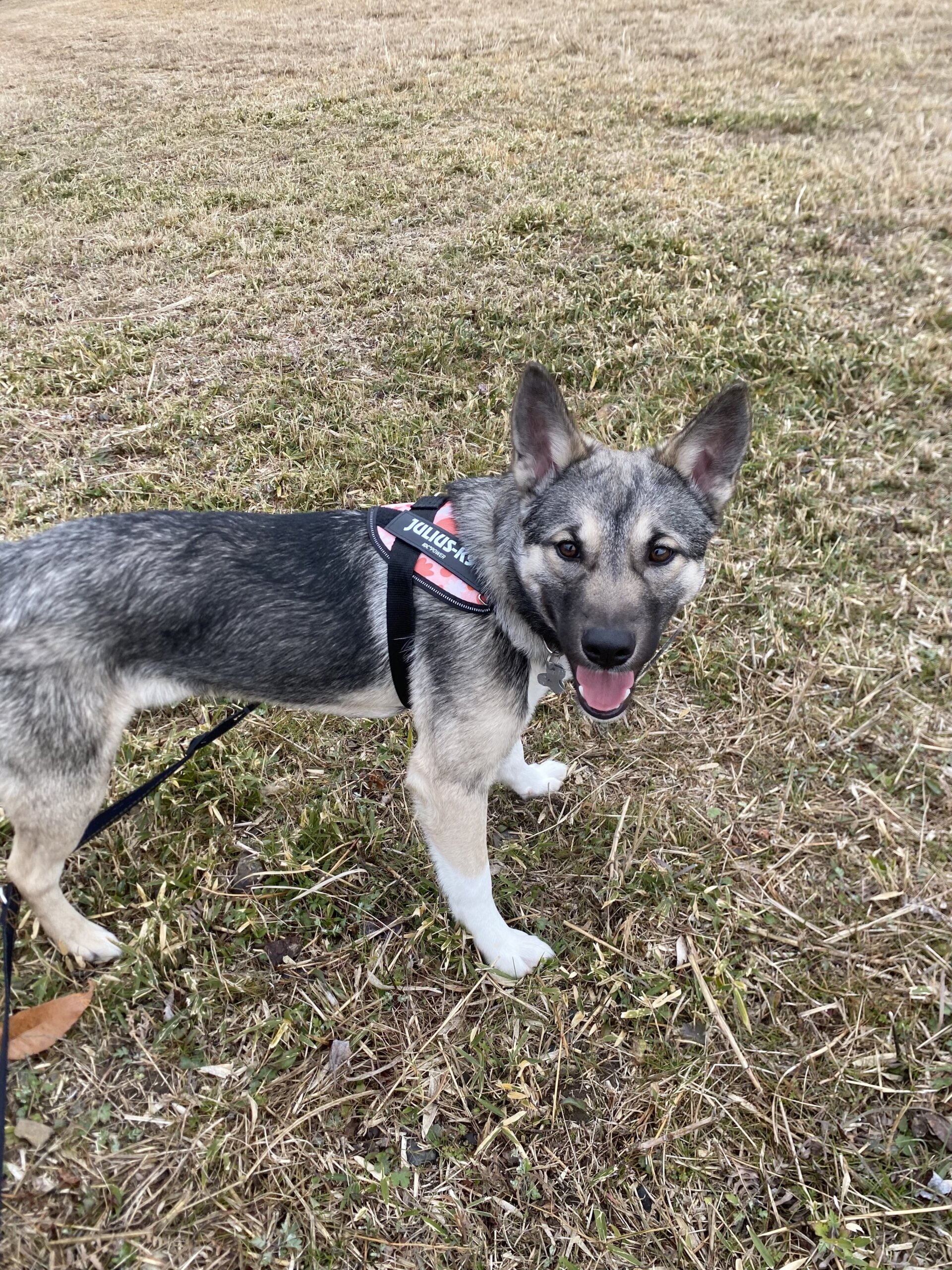 怖がりだけど甘えん坊！元野犬【クル】