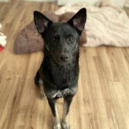 慎重派のやんちゃ娘！元野犬【リリ】