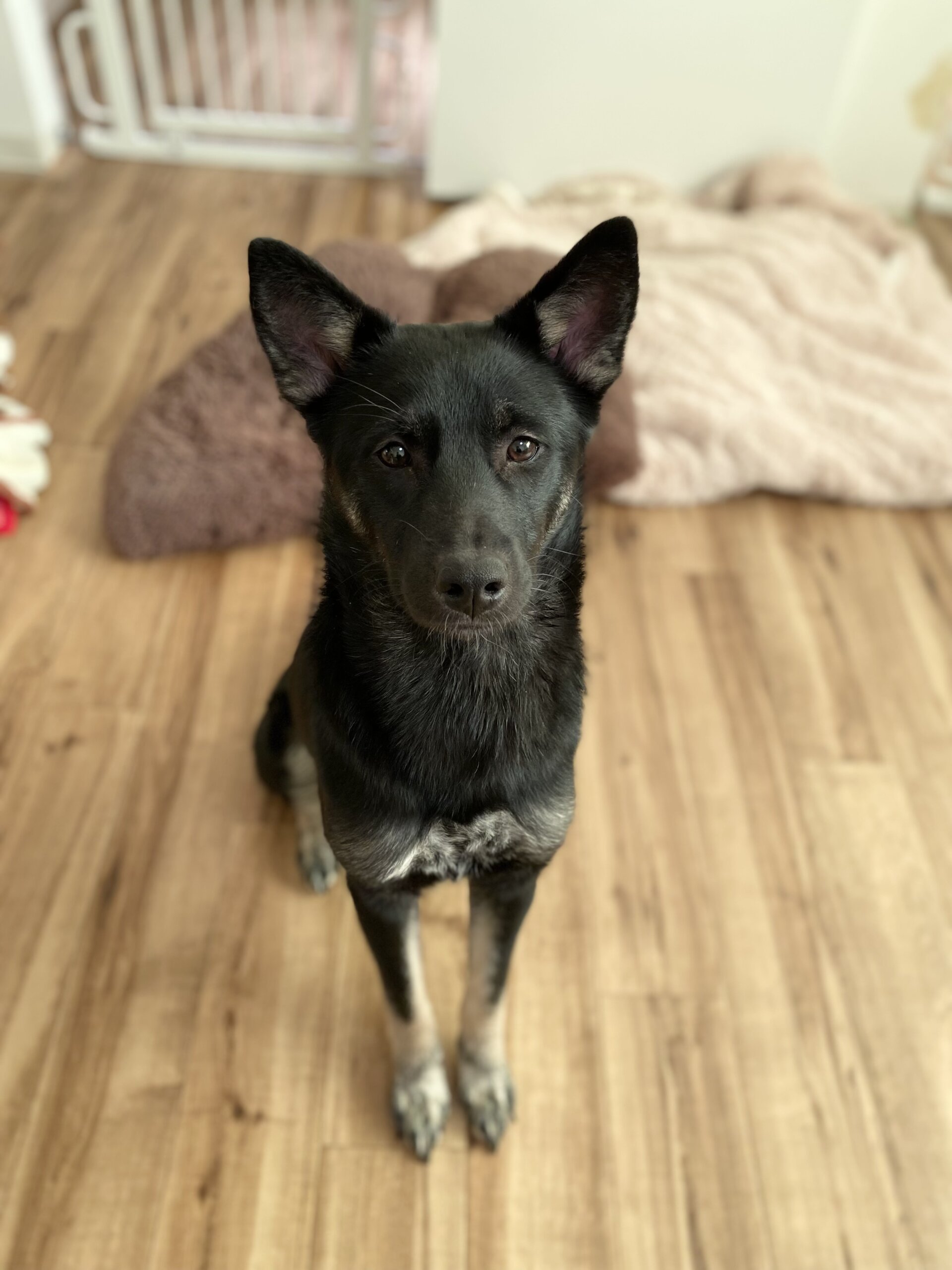 慎重派のやんちゃ娘！元野犬【リリ】