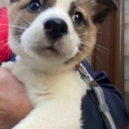 2頭兄妹もなかちゃんのずっとのお家を探しています