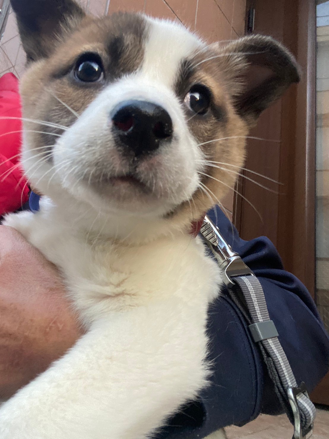 2頭兄妹もなかちゃんのずっとのお家を探しています