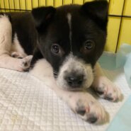 2頭兄妹おはぎくんのずっとのお家を探しています