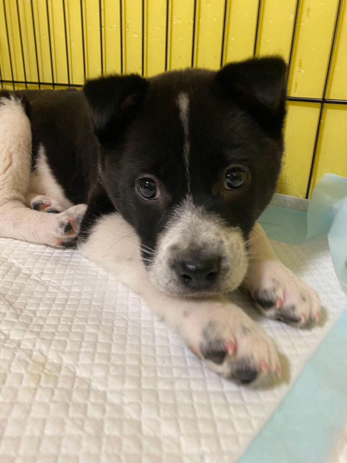 2頭兄妹おはぎくんのずっとのお家を探しています