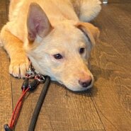 控えめな心ちゃんのずっとのお家を探しています