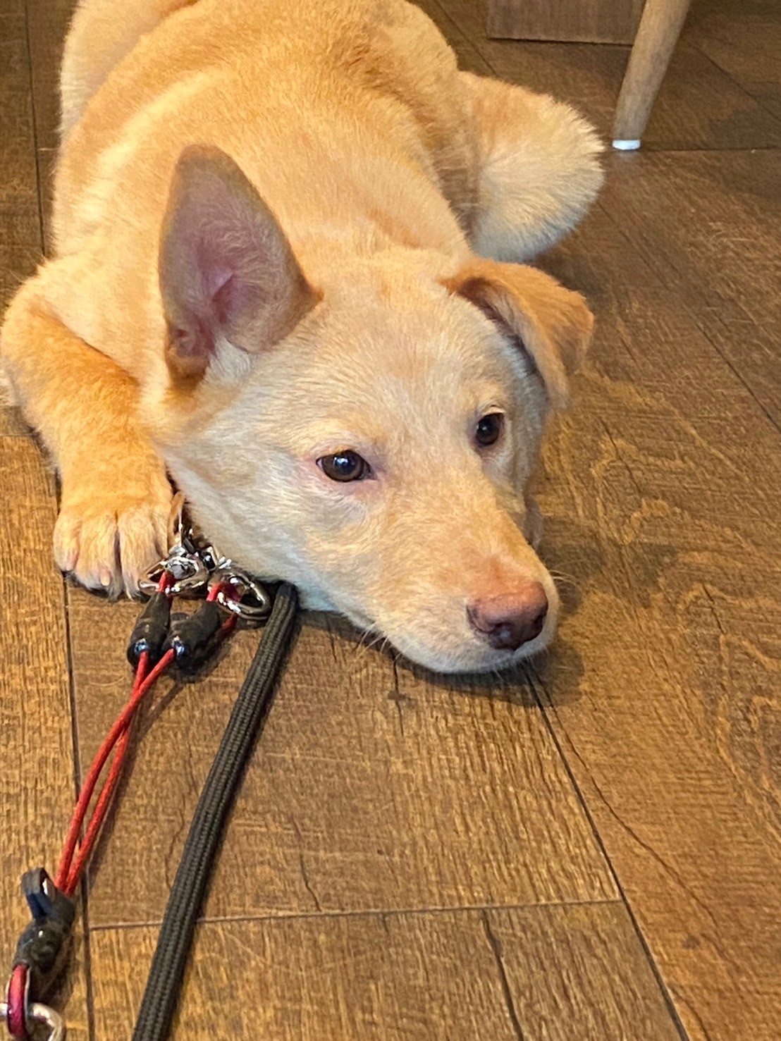 控えめな心ちゃんのずっとのお家を探しています