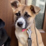 可愛い姉妹姫ちゃんのずっとのお家を探しています