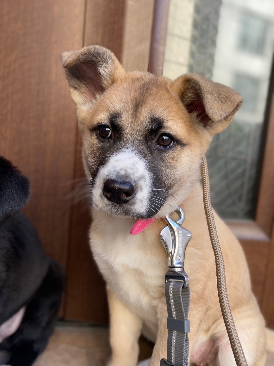 可愛い姉妹姫ちゃんのずっとのお家を探しています