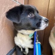 可愛い姉妹はるちゃんのずっとのお家を探しています